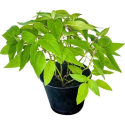 SAUGE ANANAS GRAND POT X6
